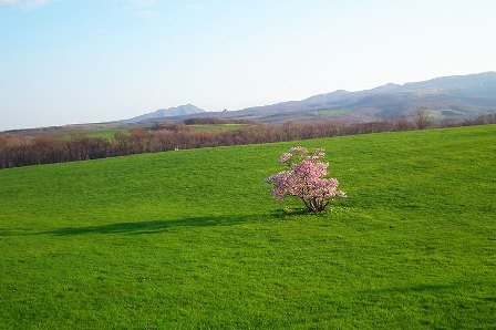 2011-5-18-sakimori-iponsakura.jpg