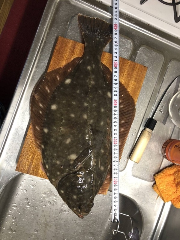 54㎝カレイ.jpg